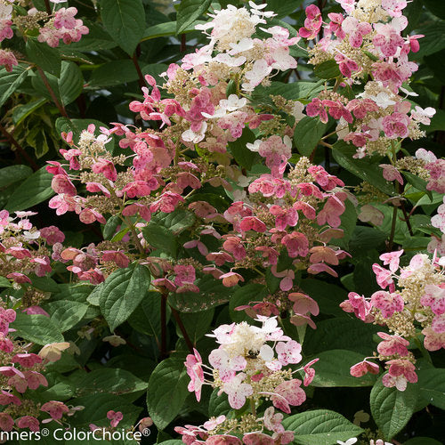 Hydrangea - Quick Fire