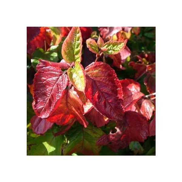 Viburnum - Raspberry Tart