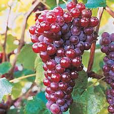 Grape - Canadice (Seedless)