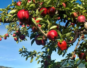 Apple - Red Delicious Semi Dwarf