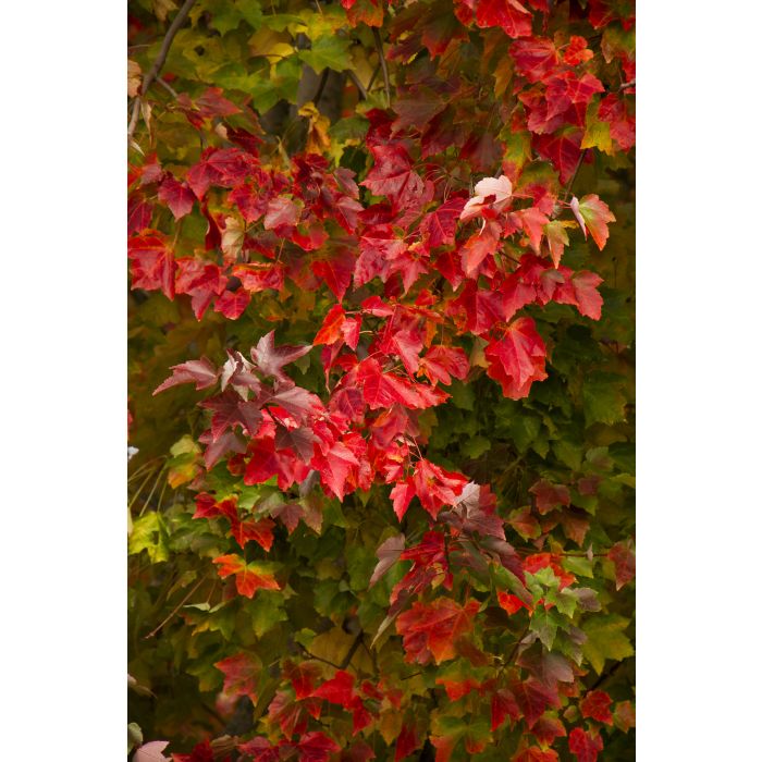 Maple - Crimson Sunset