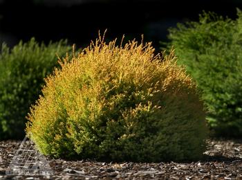 Arborvitae - Rheingold