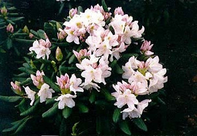 Rhododendron - Catawbiense Album