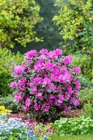 Rhododendron - PJM Star Elite