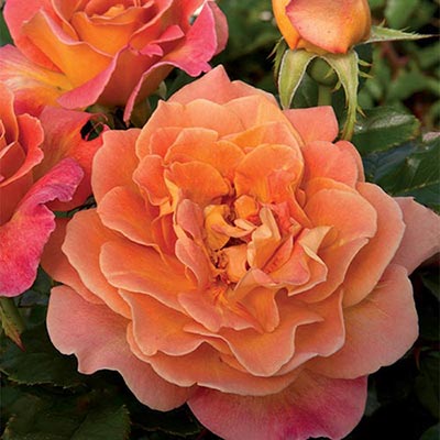Rose - Rosie The Riveter Floribunda Orangey Gold Pink
