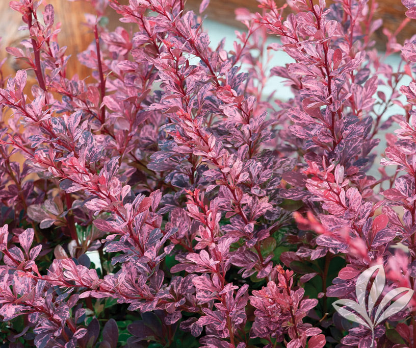 Barberry - Rosy Glow