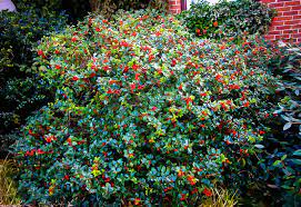 Holly - Royal Duet Male / Female