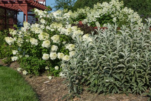 Sageleaf Willow - Iceberg Alley