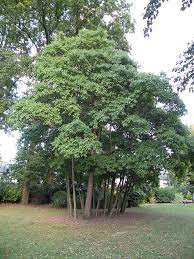 Sassafras Tree