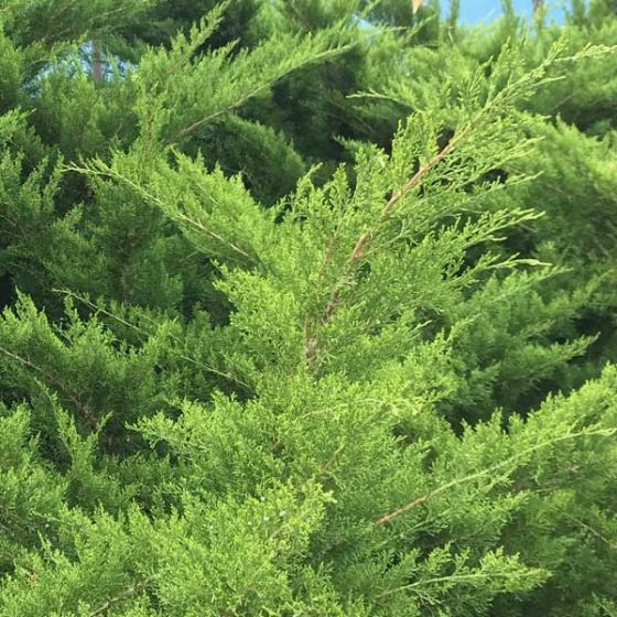 Juniper - Sea Green