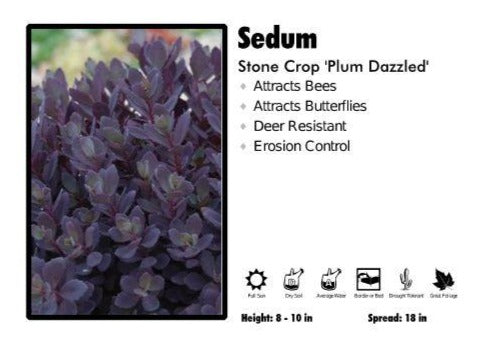 Sedum 'Plum Dazzled' Stone Crop