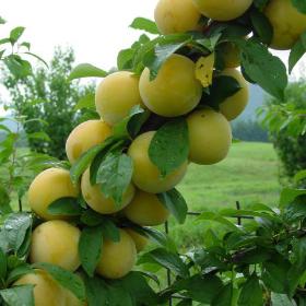 Plum - Shiro Semi Dwarf Japanese Tree