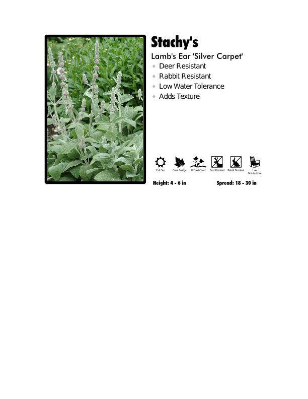 Stachy's 'Silver Carpet'