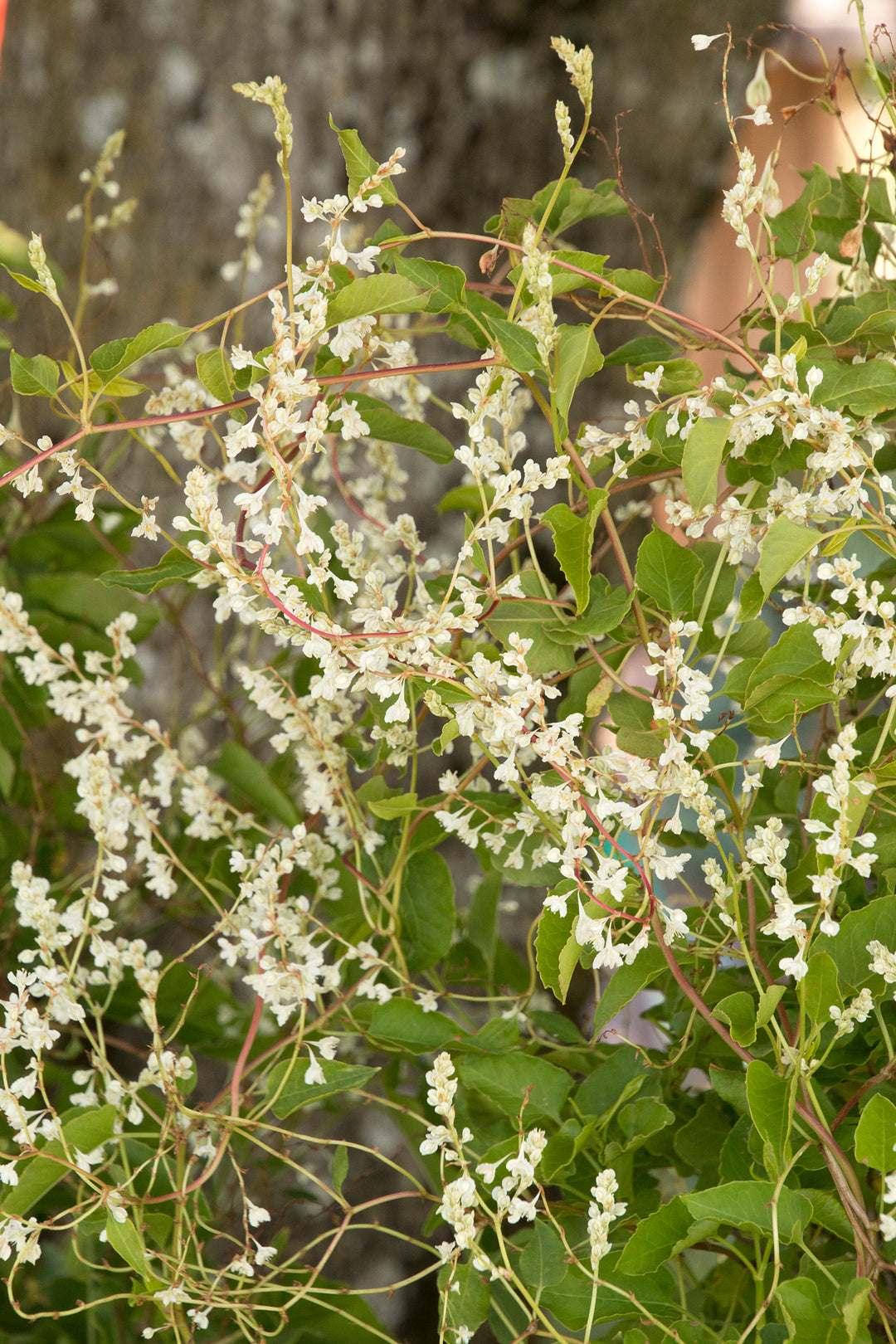 Vine - Silver Lace