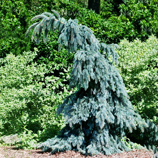 Spruce - Slenderina Weeping Blue