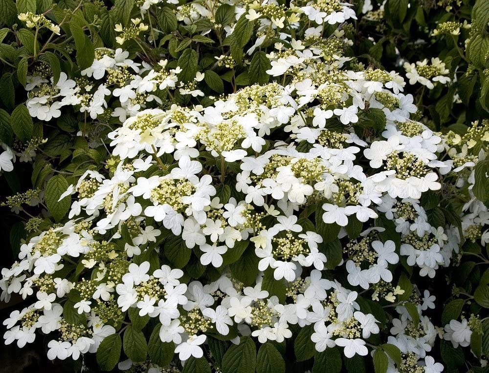 Viburnum - Summer Snowflake