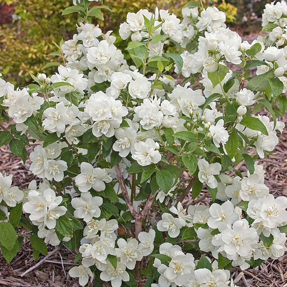 Mock Orange - Snow White
