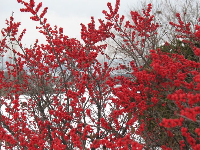 Winterberry - Sparkleberry