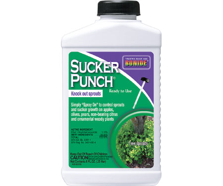 Sucker Punch