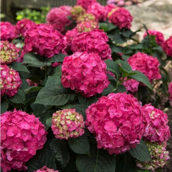Hydrangea - Summer Crush