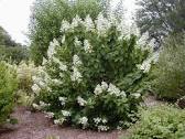 Hydrangea - Late Panicle