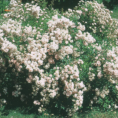 Rose - The Fairy Pastel Pink