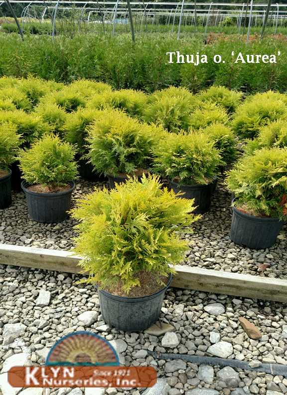 Arborvitae - Golden Globe