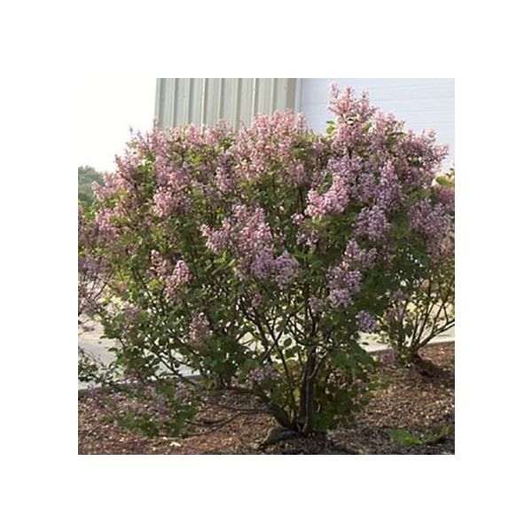 Lilac - Dwarf Pink Tinkerbelle