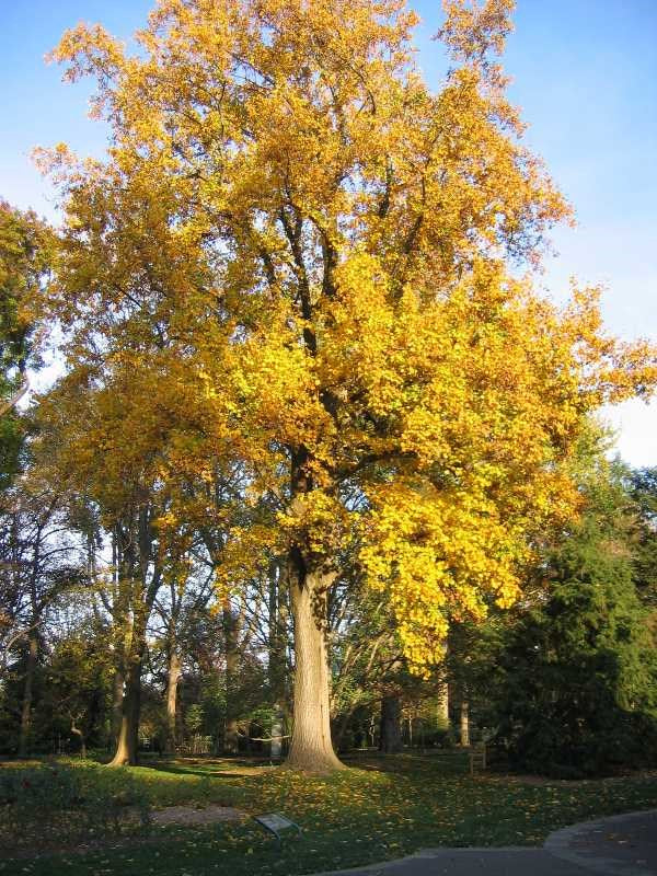 Tulip Poplar Tree