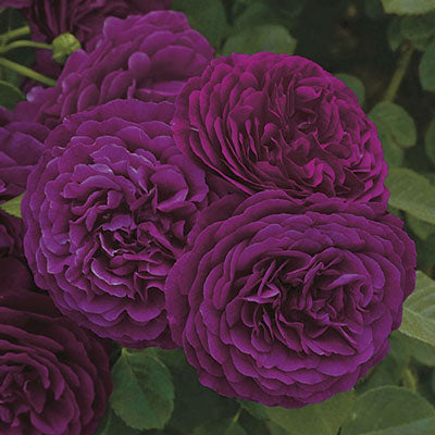 Rose - Twilight Zone Grandiflora Velvet Purple