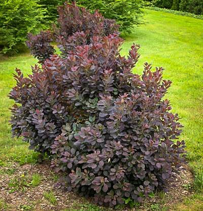 Smoketree - Dwarf Velveteeny