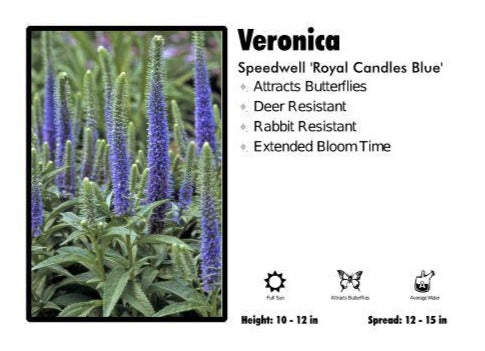 Veronica 'Royal Candles Blue' Speedwell