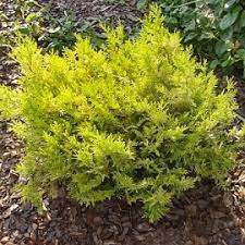 Cypress - Vintage Gold