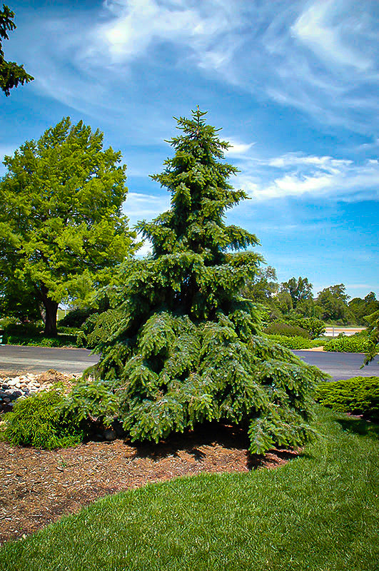 Spruce Serbian Weeping  Beyond the House – Beyond the House Inc.