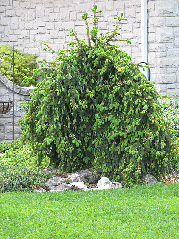 Spruce - Weeping Norway
