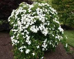 Dogwood - Korean Weeping