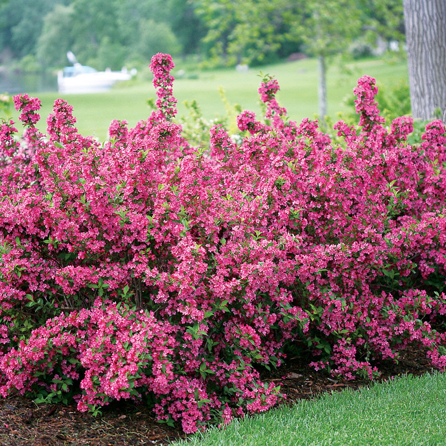 Weigela - Sonic Bloom Pink