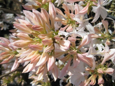 Azalea - Exbury White Lights