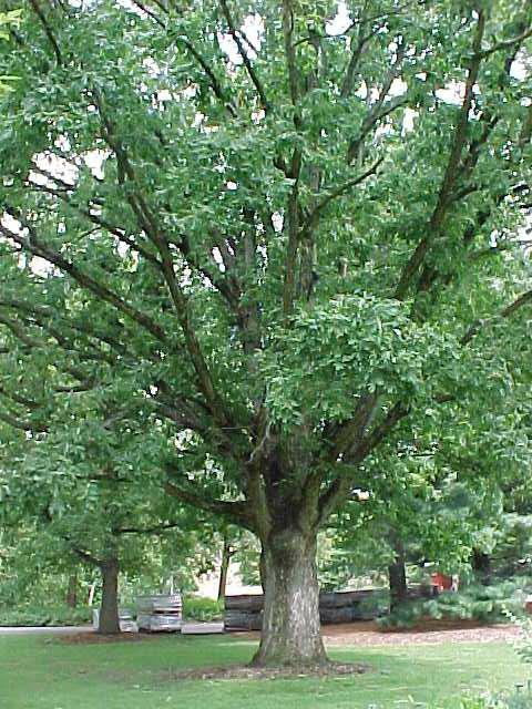 Oak - White
