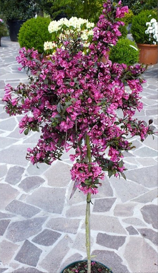 Weigela - Wine and Roses