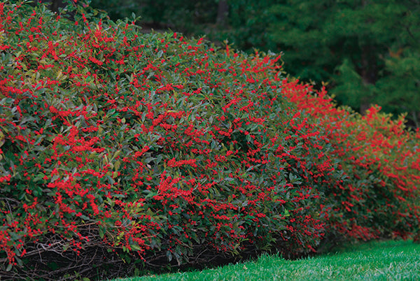 Winterberry - Winter Red Female