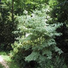 Dogwood - Wolf Eyes Variegated