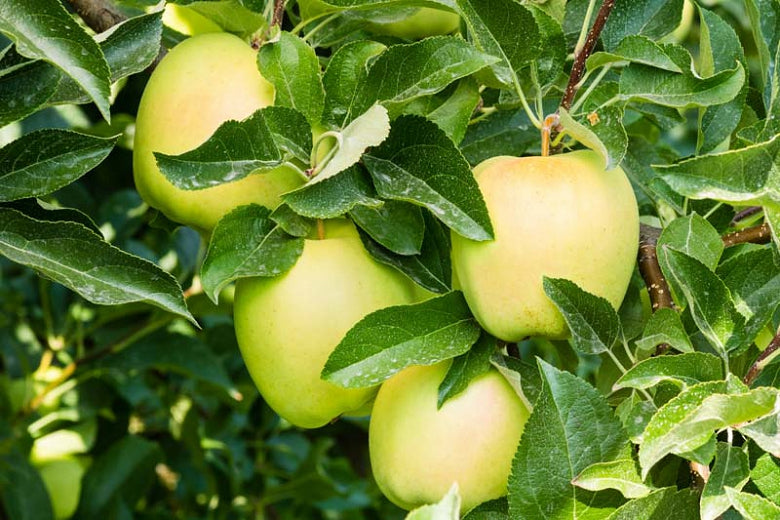 Apple - Yellow Delicious Semi Dwarf