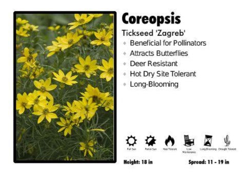 Coreopsis  ‘Zagreb’ Tickseed
