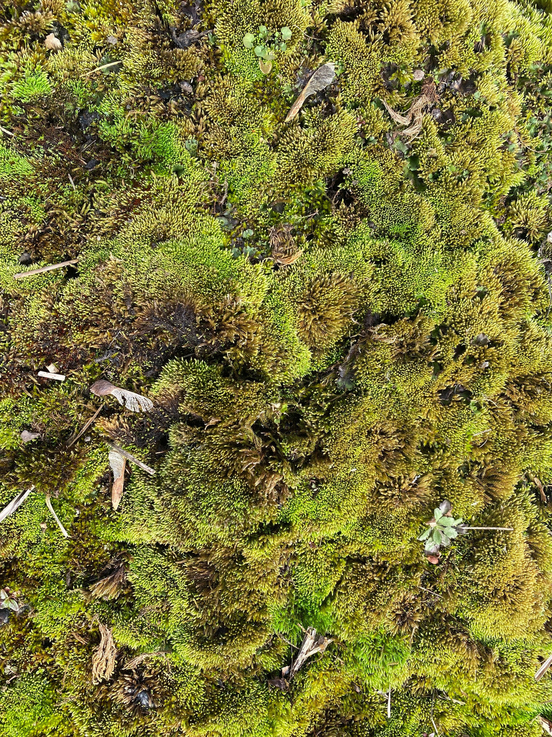 Is Moss Attacking Your Lawn or Garden This Year?