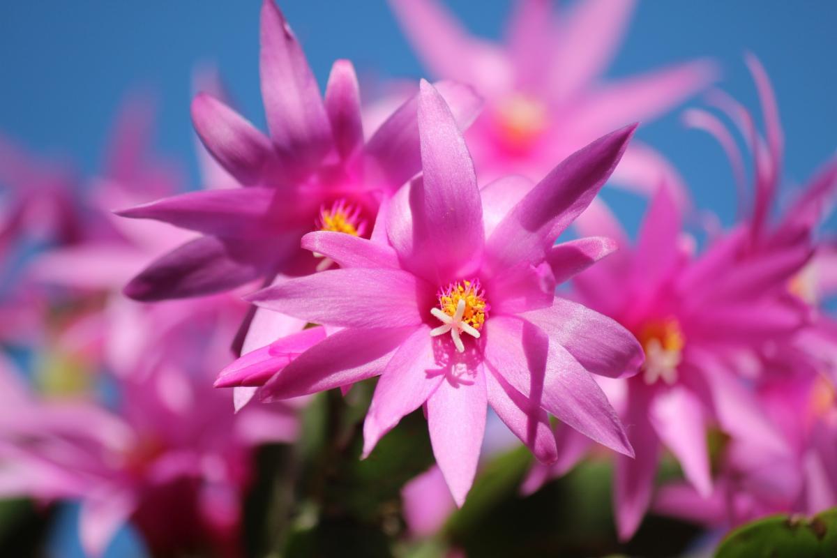5 Must Have Holiday Plants and Care Tips