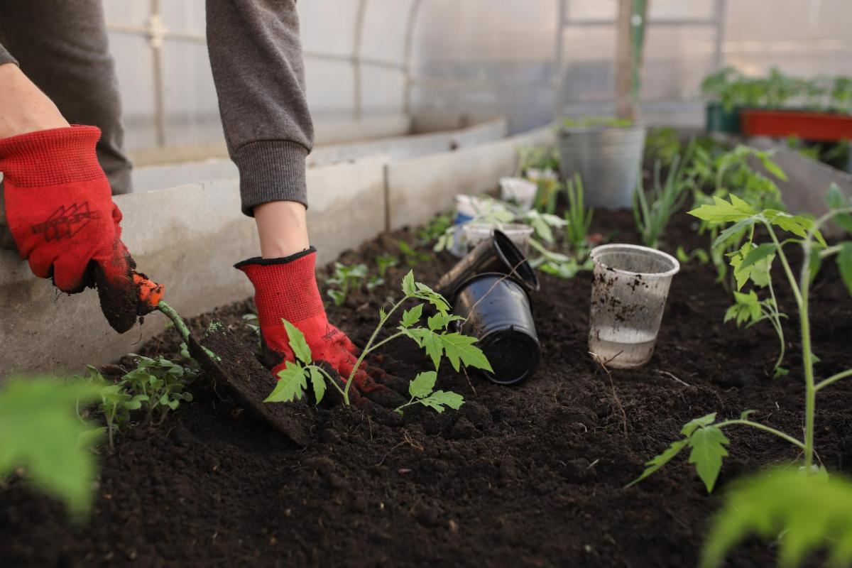 Revealed! How to Achieve the BEST Soil For Your Plants!
