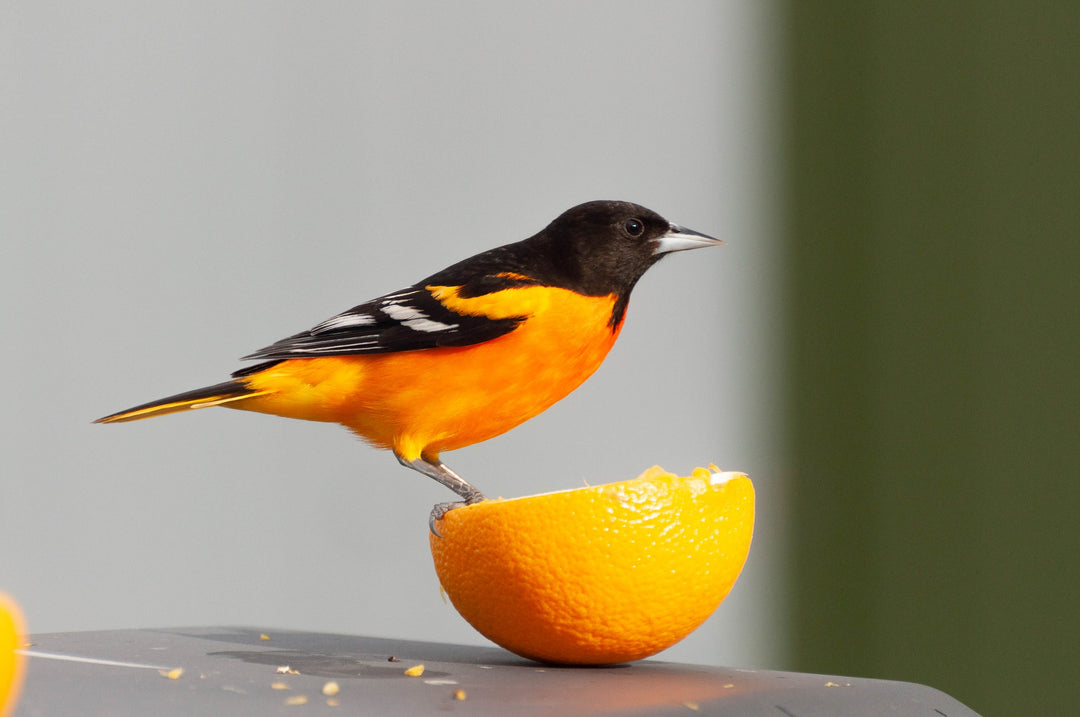 Baltimore Orioles are Flocking to Feeders