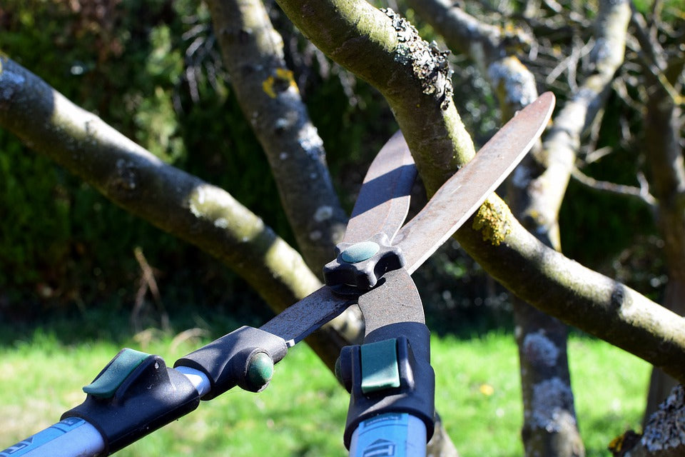 Spring Pruning do's and don'ts