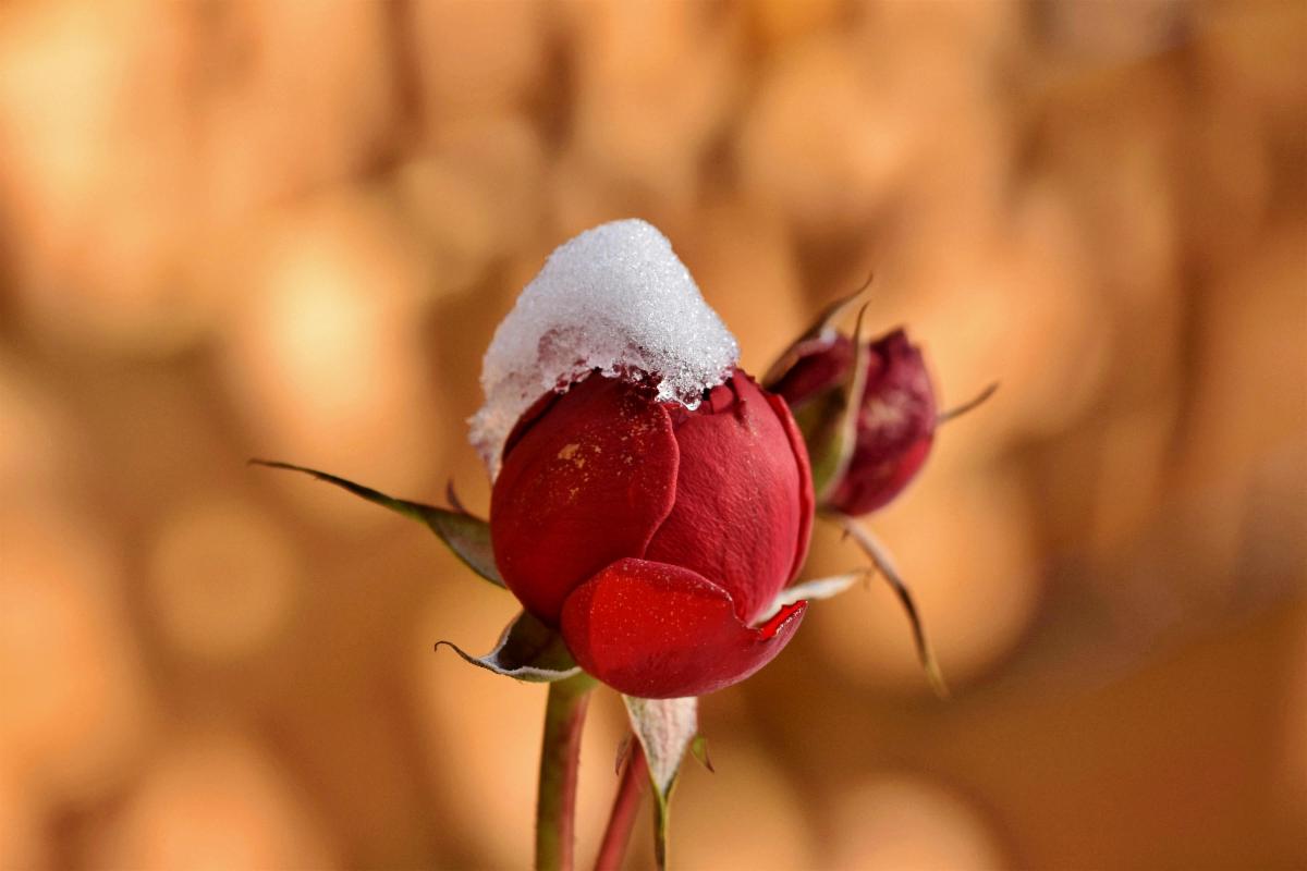 Now's The Time to Start Winterizing Your Roses!